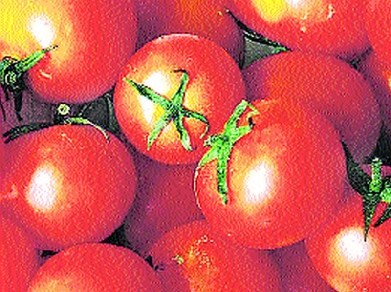 Record inflow of tomatoes | टमाट्याची विक्रमी आवक