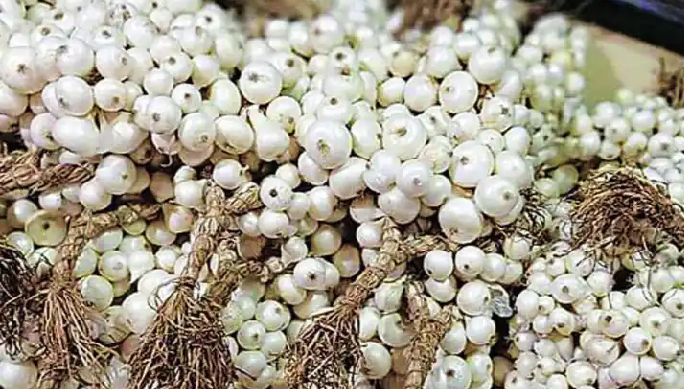 Sales patch before white onion growers | सफेद कांदा उत्पादकांपुढे विक्रीचा पेच