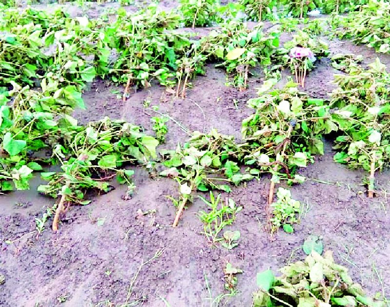 The crop on 2 hectares is gone | ४०० हेक्टरवरील पिके गेली खरडून