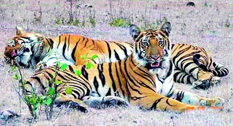 Free communication of wildlife with tigers | वाघांसह वन्यजीवांचा मुक्तसंचार