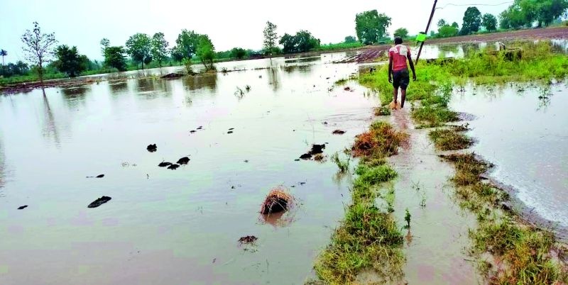 Presence of heavy rains in Darwha, Pusad, Mahagaon | दारव्हा, पुसद, महागावात दमदार पावसाची हजेरी