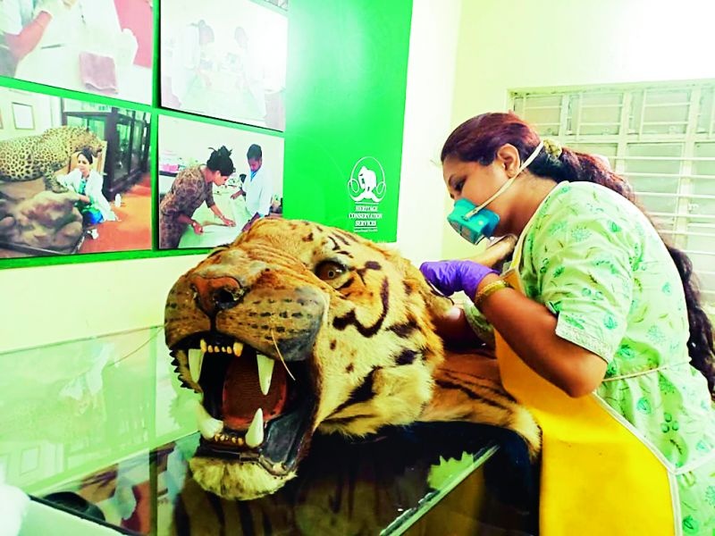 Conservation of endangered tiger and bison skins in Nagpur | नागपुरात होत आहे लुप्तप्राय वाघ व बायसनच्या कातडीचे संवर्धन
