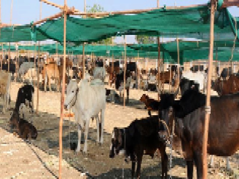 More than the total number of cattle in Beed district | बीड जिल्ह्यातील एकूण पशुधनापेक्षा छावणीतील जनावरांची संख्या जास्त
