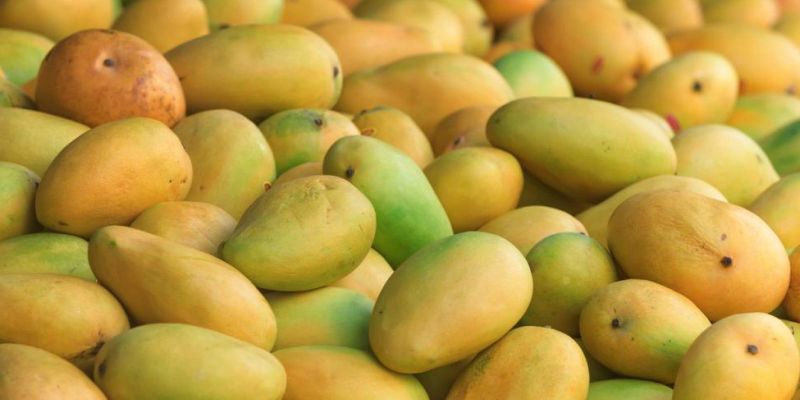 Due to the storm less mangoes in Nagpur market | नागपुरात आवक घटल्याने आंबा खातोय भाव