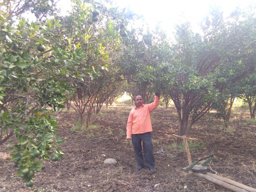 Orange garden blossomed by organic method in Nagpur | नागपूर जिल्ह्यातल्या सेलू येथे सेंद्रिय पद्धतीने फुलविली संत्र्याची बाग