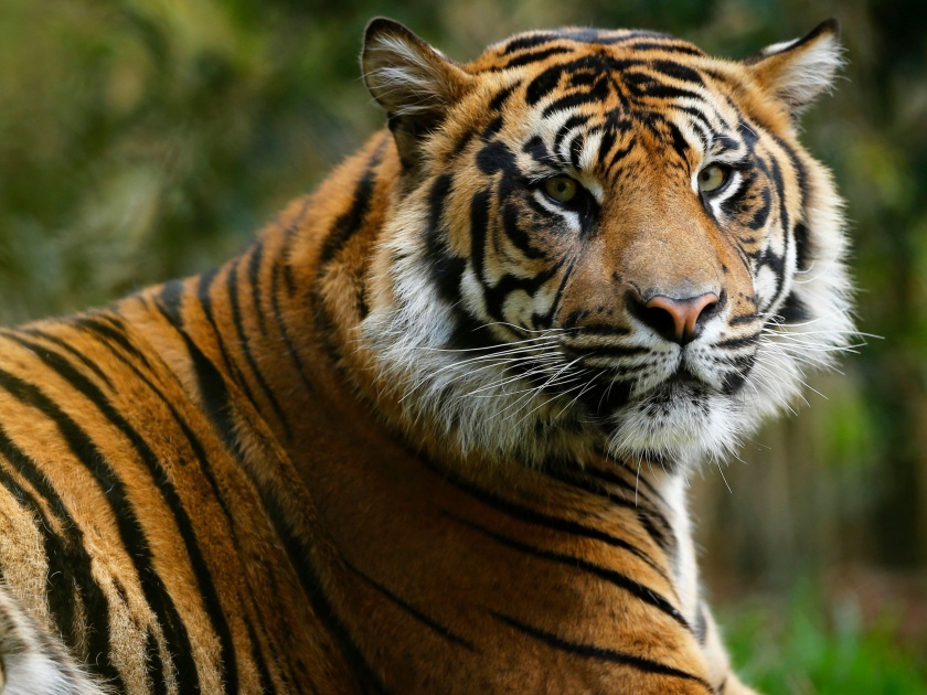 Tiger roaming in Chandrapur Landeri area | चंद्रपूरलगतच्या लेंडारी परिसरात पट्टेदार वाघाचे दर्शन