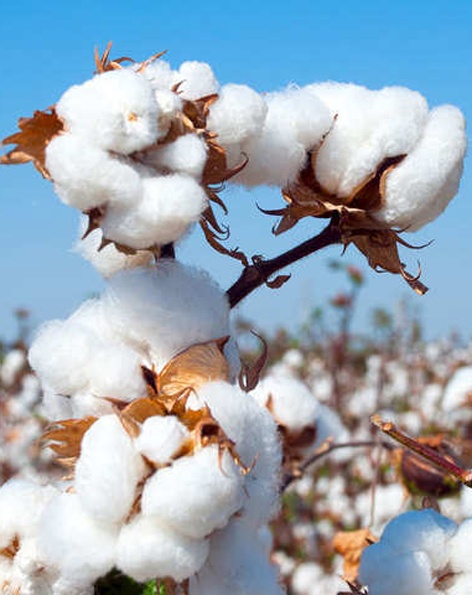 Purchase 1 lakh 8 thousand quintals of cotton at two centers | ९ केंद्रांवर ४ लाख ७७ हजार क्विंटल कापूस खरेदी