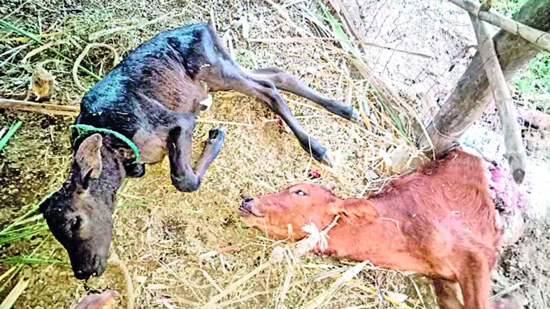  Four cows and two bulls were killed in a leopard attack | बिबट्याच्या हल्ल्यात चार गायी व दोन बछडे ठार