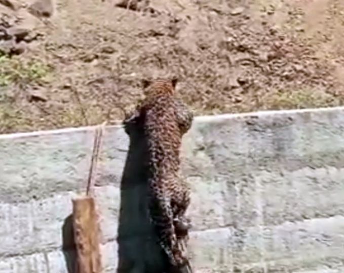 The leopard rescued himself from the well | विहिरीतून बिबट्याने स्वत:च करून घेतली सुटका