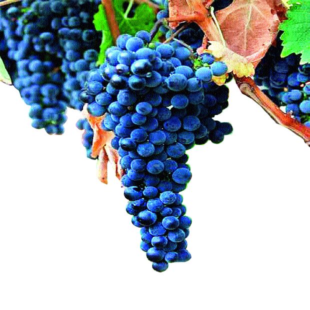Increase in the export of grape | द्राक्ष निर्यातीत वाढ