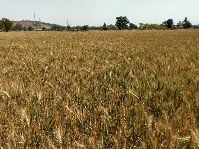 Wheat Extraction Speed in the East | पूर्वभागात गहू काढणीस वेग