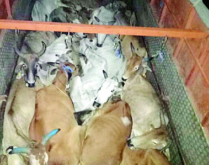 45 freed from slaughter houses | कत्तलखाण्यात जाणाऱ्या ४५ जनावरांची मुक्तता