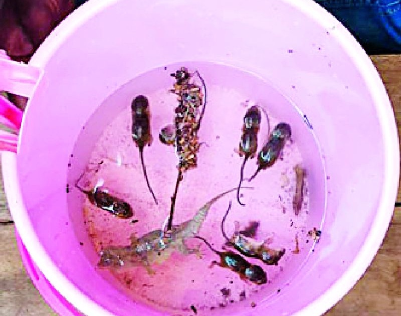 Roasted rats and litter found in the water tank | पाण्याच्या टाकीत आढळले कुजलेले उंदीर व पाली
