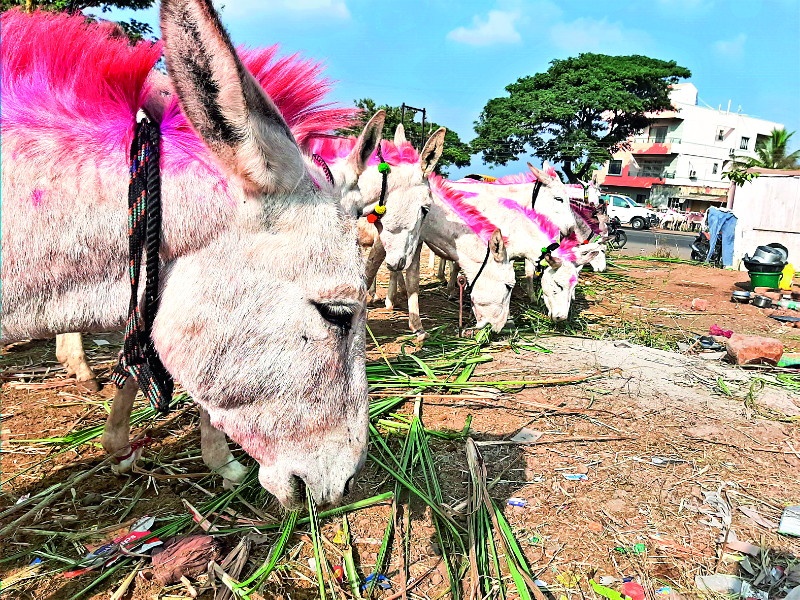 Turnover of 3 crore will be in the Donkey market at Jejuri | जेजुरीतील गाढवांच्या बाजारात ३ कोटींची उलाढाल