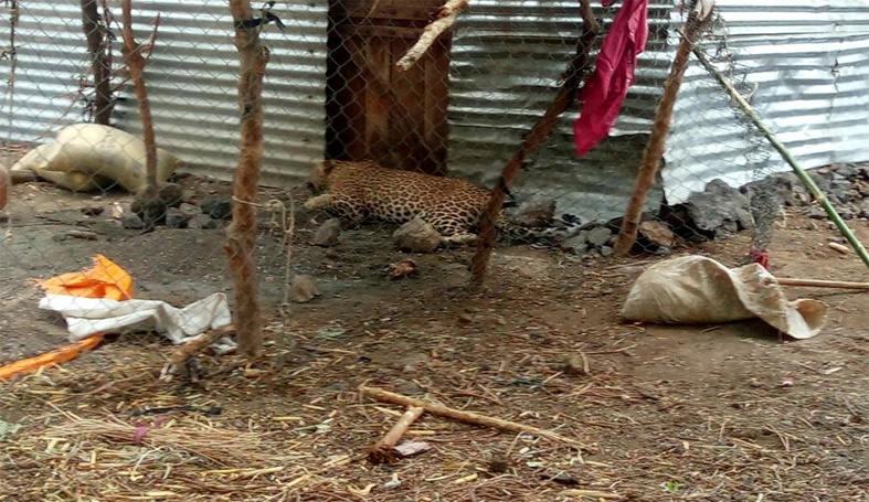  The jerked leopard left the forest | जेरबंद केलेल्या बिबट्याला सोडले जंगलात