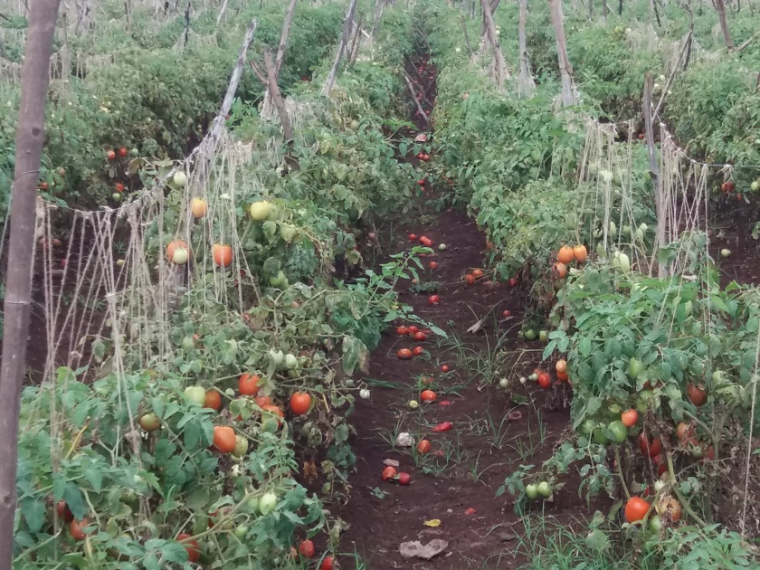 Satara: Tomato gardens cost the cost of reddish roses, red ripening prices fall | सातारा : टोमॅटो बागांचा खर्च बळीराजाच्या अंगावर, लाल पिकाचे दर गडगडले