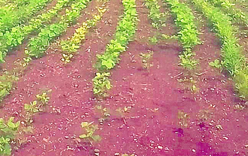 Crops 'shocked' by spraying herbicides on dry land | कोरड्या जमिनीवर तणनाशक फवारल्यामुळे पिकांना ‘शॉक’