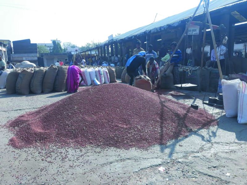 Toor prices rise by Rs 800 at Khamgaon Market | तुरीच्या भावात तेजी, ८०० रुपयांनी वाढ