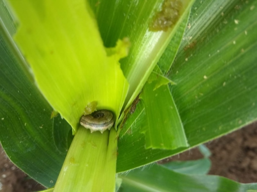 Increase in the incidence of military larvae in Deola taluka | देवळा तालुक्यात लष्करी अळीच्या प्रादुर्भावात वाढ