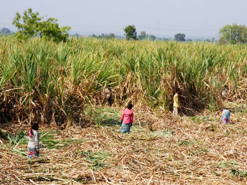 Parbhani: The sugarcane area of 20 thousand acres in danger | परभणी : वीस हजार एकरवरील उसाचे क्षेत्र धोक्यात