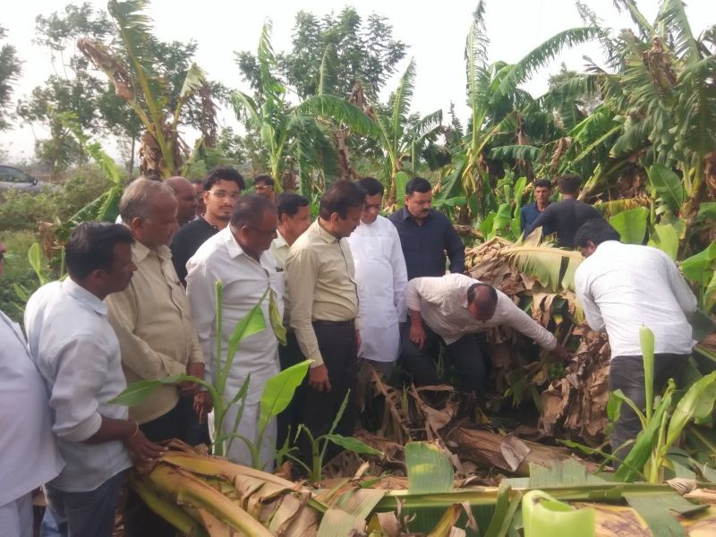  75 crore loss of banana in Raver taluka due to windy rain | वादळी पावसामुळे रावेर तालुक्यात केळीचे ७५ कोटींचे नुकसान