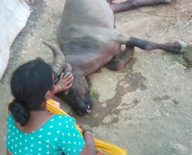 Six animals were killed at Hivarkhede Khurd in Parola taluka | पारोळा तालुक्यातील हिवरखेडे खुर्द येथे सहा जनावरे दगावली