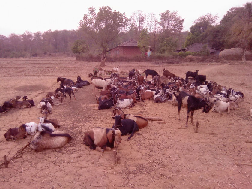 Sindhudurg: Caring method of goats and goats in Konkan still survive today | सिंधुदुर्ग : कोकणात शेळ्या-मेंढ्यांची कारवणी पद्धत आजही टिकून, मेंढपाळ गावोगावी दाखल
