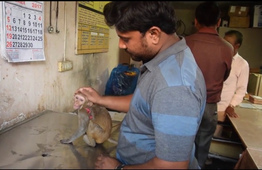 Monkey injured in Thakurli electric shock: injured monkey found in Central Railway Power House | ठाकुर्लीत विजेच्या झटक्याने माकड जखमी :मध्य रेल्वेच्या पावर हाऊसमध्ये आढळले जखमी माकड