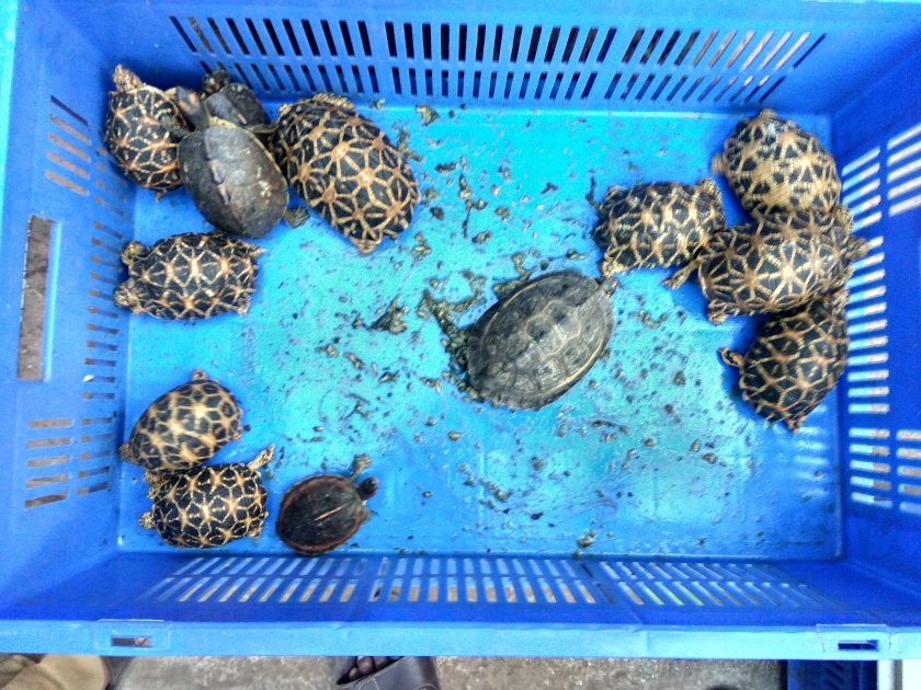 Three arrested along with a woman who smuggled rare star tortoise | दुर्मीळ कासवांची तस्करी करणाऱ्या महिलेसह तिघांना अटक