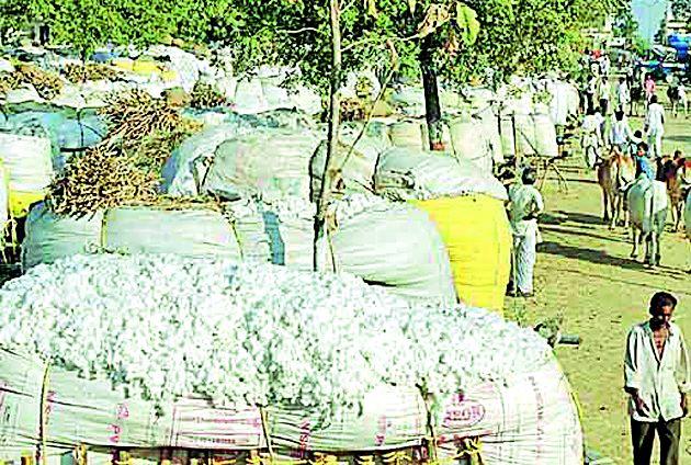 The price of cotton stays up to 4500 | ४५०० वरच स्थिरावला कापसाचा भाव