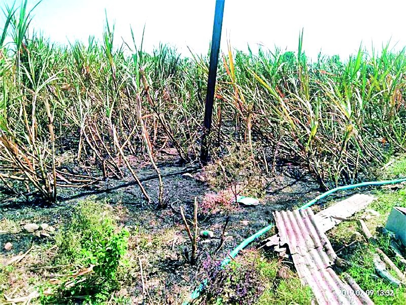 Burning sugarcane due to short circuit | शॉर्ट सर्किटमुळे ऊस जळाला
