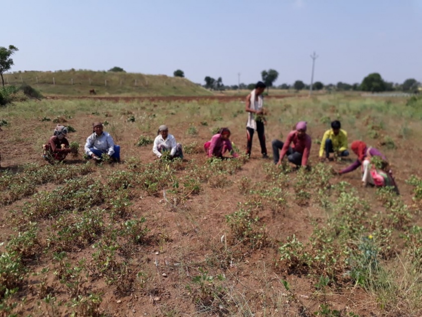 Demand for declaring drought in Rajapur area | राजापूर परिसरात दुष्काळ जाहीर करण्याची मागणी