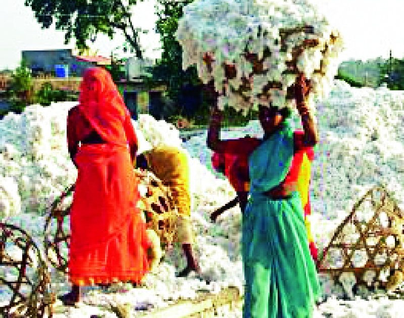 Traders' Bucket for Government Cotton Buying | शासकीय कापूस खरेदीत व्यापाऱ्यांचा डल्ला