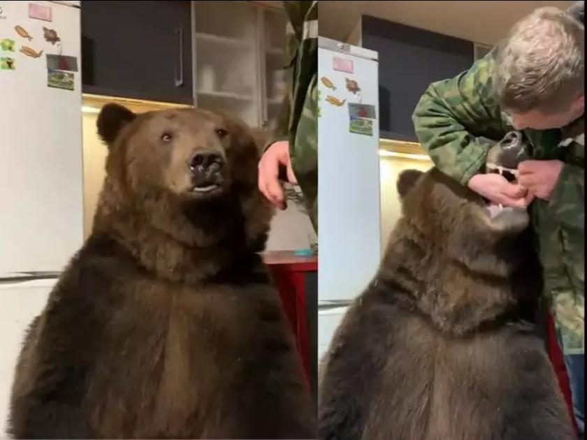 a video going viral of man brushing bear teeth in Russia | VIDEO : लाहन मुलासारखे अस्वलाचे दात स्वच्छ करून देत आहे व्यक्ती आणि मग...
