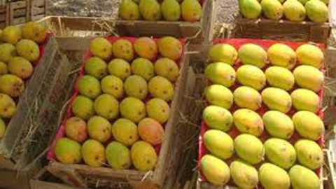 Corona Virus: Corona blows on mango exports; Konkan farmers suffer huge loss | Corona Virus: कोरोनाचा फटका आंबा निर्यातीवर; कोकणातील शेतकऱ्यांचे मोठं नुकसान