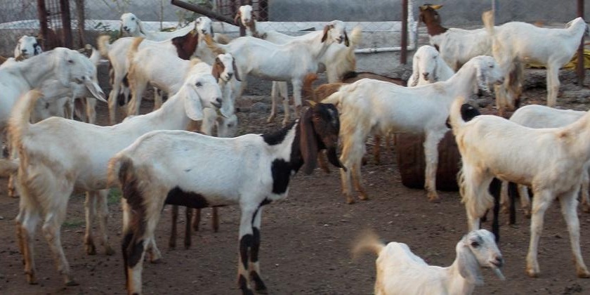 For the first time in the state, fodder camps will be started for goats | राज्यात पहिल्यांदाच शेळ्या-मेंढ्यांसाठी चारा छावणी सुरू करणार