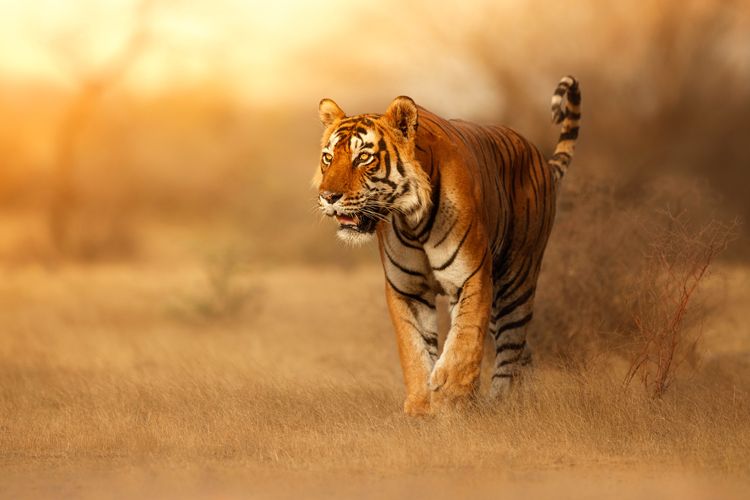 Outside the tiger sanctuary in Tipeshwar? | टिपेश्वरमधील वाघ अभयारण्याबाहेर?