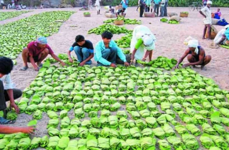 Tendupatta laborers earn three thousand a day | तेंदूपत्ता मजूर कमावताे दिवसाला तीन हजार
