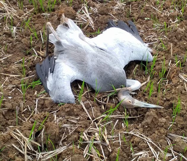 Stork dies by electric current in Gondia district | गोंदिया जिल्ह्यात सारस पक्ष्याचा विद्युत धक्क्याने मृत्यू