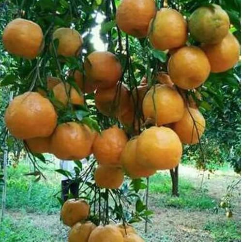 Ambia spring orange crop in danger; farmers worried in Wardha district | आंबिया बहाराच्या संत्रा फळांवर तडक्या रोगाचा ‘अटॅक’