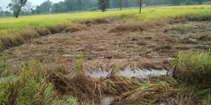 Great loss of paddy in Gadchiroli district; Demand for wet drought declared | गडचिरोली जिल्ह्यात भातपिकाचे मोठे नुकसान; ओला दुष्काळ जाहीर करण्याची मागणी