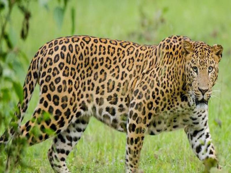 leopards in Undwadi area of Daund taluka! The demand of the villagers to settle | दौंड तालुक्यातील उंडवडी परिसरात बिबट्याचे वारंवार दर्शन! बंदोबस्त करण्याची ग्रामस्थांची मागणी