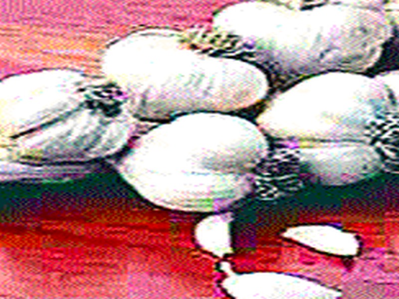  Double Inlaid In Garlic: Quantity Matmi | लसणाची दुप्पट आवक : बाजारभाव मातीमोल