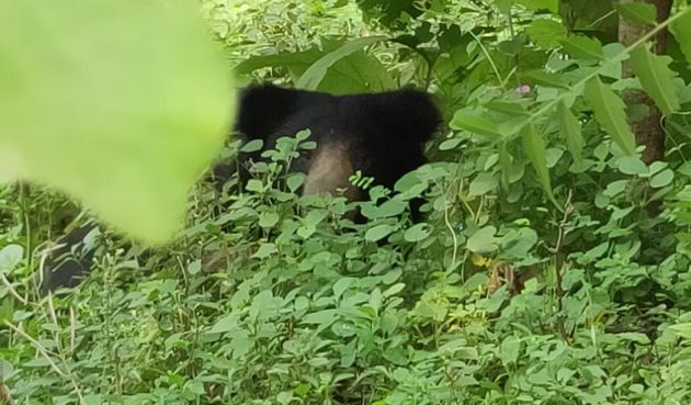 A bear entered Ballapur; handover to Forest department | बल्लारपुरात अस्वल शिरल्याने खळबळ; बेशुद्ध करून जेरबंद