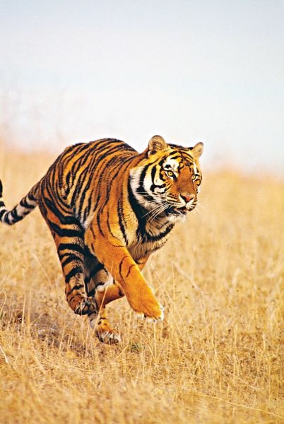 The tigers grew; Now the challenge to survive | वाघ वाढले; आता टिकवण्याचे आव्हान