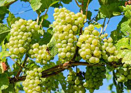 Nature's whimsy at the root of grape growers | निसर्गाचा लहरीपणा द्राक्ष उत्पादकांच्या मुळावर