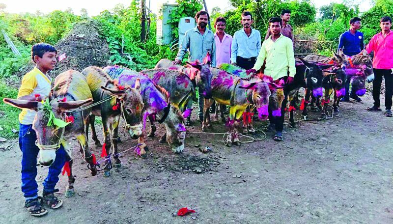 Amarnath district celebrated tractor and donkeys POLA | अमरावती जिल्ह्यात साजरा झाला ट्रॅक्टर आणि गाढवांचा पोळा