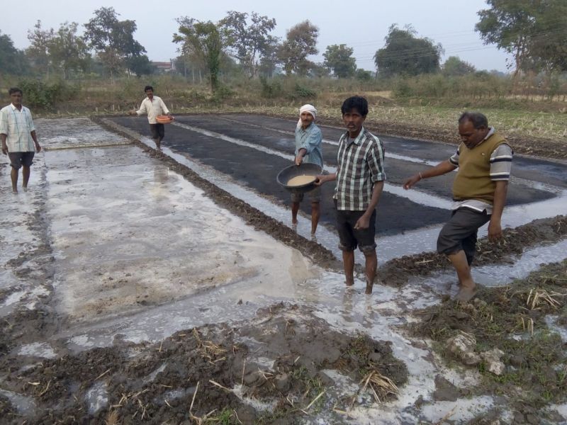 Rainfall in Vidarbha; The gram and rice in trouble | विदर्भात अवकाळी पाऊस; धानपिकासह हरभरा आणि तुरीला फटका