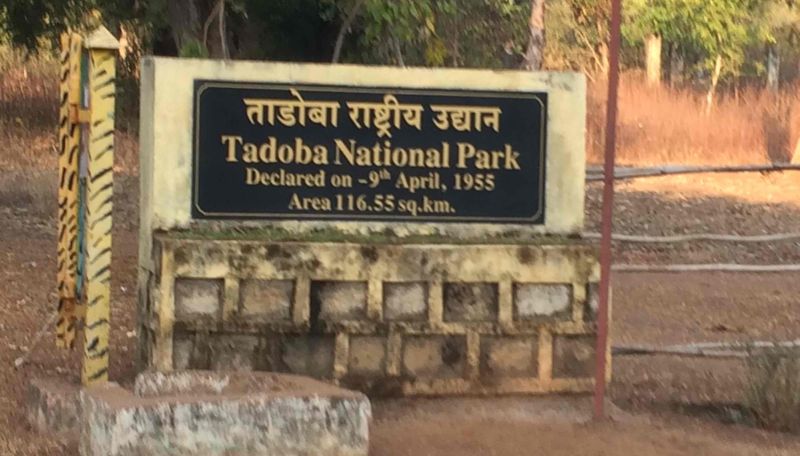 Four new entrances for tourists to be opened in Tadoba buffer zone | ताडोबा बफर झोनमध्ये सुरू होणार पर्यटकांसाठी चार नवे प्रवेशद्वार