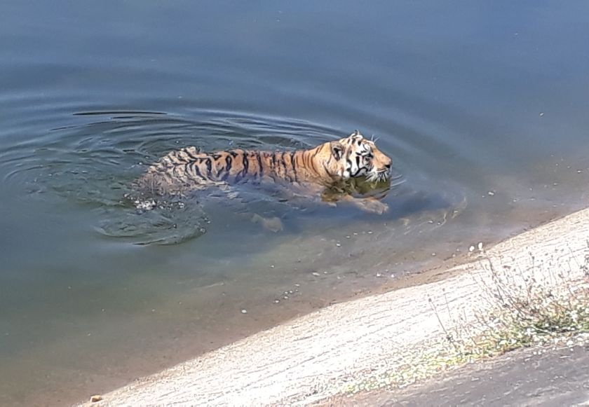 'Tiger is still in water' in Gosikhurd's canal in Nagpur district | नागपूर जिल्ह्यातील गोसेखुर्दच्या कालव्यात ‘टायगर अभी पानी मे है’